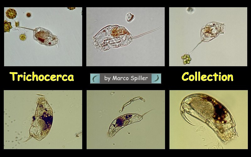 Trichocerca: una collezione